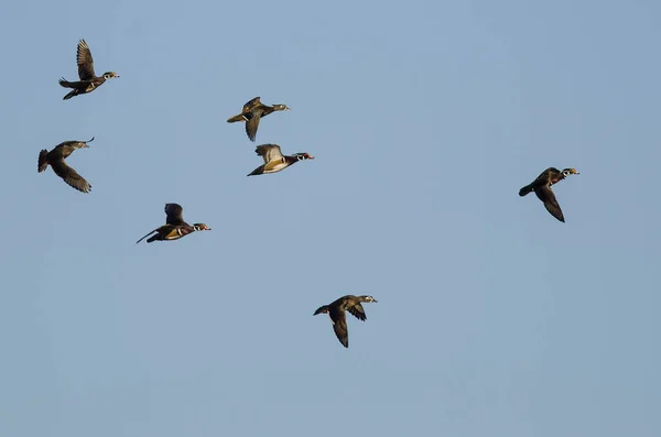 Bandada Patos Madera Volando Cielo Azul — Foto de Stock