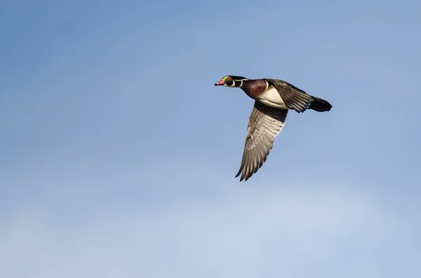 Wood Duck Flying Blue Sky — Stock Photo, Image