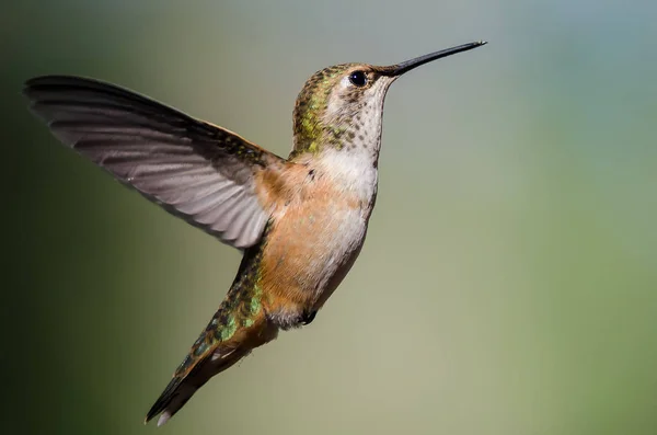 Sevimli küçük kızıl sinekkuşu uçuşta Hovering ormanın derinliklerinde