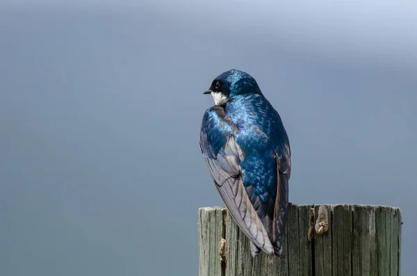 Spunky Little Tree Swallow Hockt Auf Einem Verwitterten Holzpfosten — Stockfoto