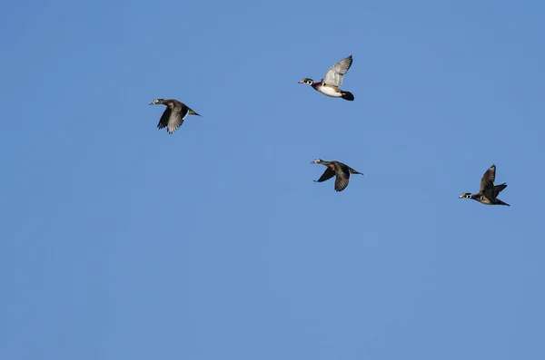 Flock Wood Ducks Flying Blue Sky — Stock Photo, Image