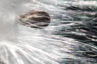 Doğa Özeti: Zarif Beyaz Süt Ürünleri Tohumlarını Sunar