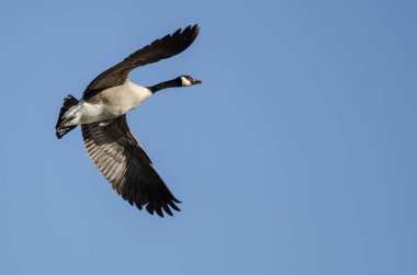Kanada Kuğusu Mavi Gökte Uçuyor