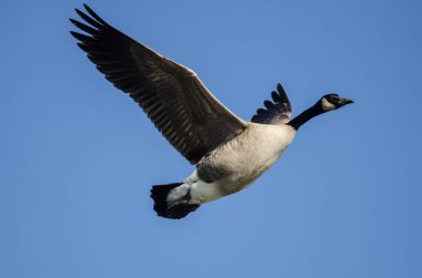 Kanada Kuğusu Mavi Gökte Uçuyor