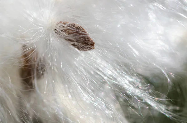 Natura Astratta Eleganti Fibre Bianche Lattuga Che Presentano Loro Semi — Foto Stock