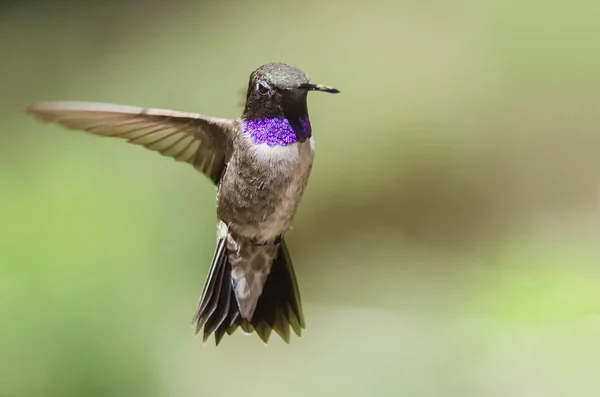 Beija Flor Bico Preto Com Aglow Garganta Enquanto Paira Voo — Fotografia de Stock