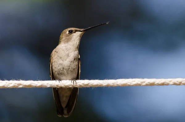 Kolibri Mit Schwarzem Kinn Hockt Auf Einem Stück Weißer Wäscheleine — Stockfoto