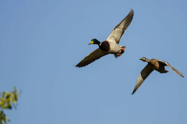 Par Patos Mallard Volando Sobre Los Árboles Otoño — Foto de Stock