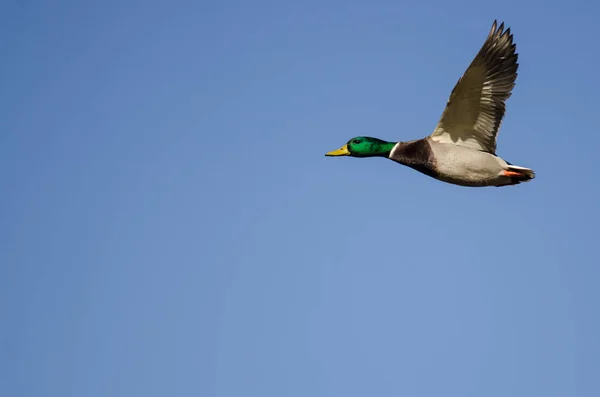 Mallard Eend Vliegend Een Blauwe Lucht — Stockfoto