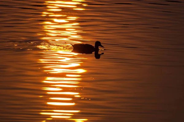 황금빛 연못에서 햇빛을 받으며 수영하는 오리의 실루엣 — 스톡 사진