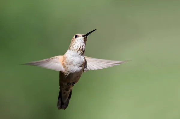 Adorable Colibrí Rufo Flotando Vuelo Profundo Bosque —  Fotos de Stock