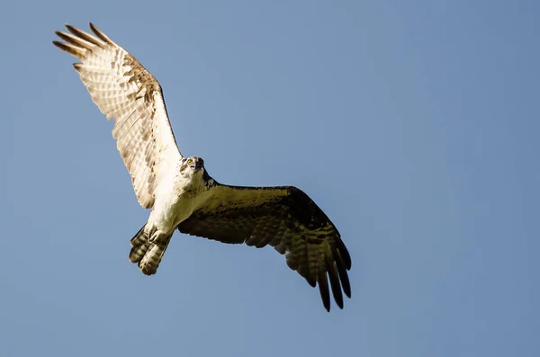 Osprey Making Direct Eye Contact While Flying Blue Sky — Stock Photo, Image