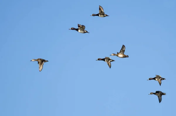 Flock Ring Necked Ducks Flying Blue Sky — Stock Photo, Image