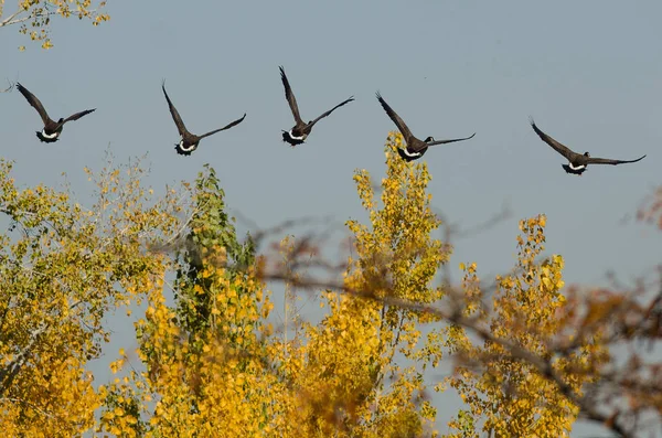 Flock Canada Geese Flying Wetlands — Stock Photo, Image