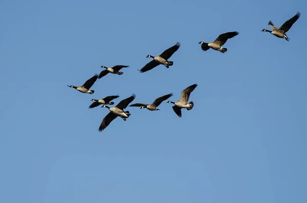 Стая Канадских Гусей Летающих Голубом Небе — стоковое фото