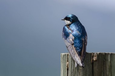 Yürekli Küçük Ağaç Kırlangıcı Yıpranmış Tahta Posta 'nın üstüne tünemiş