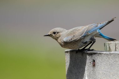 Güzel dağ mavi kuş uçuşu için hazırlanıyor