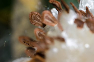 Doğa Özeti: Zarif Beyaz Süt Ürünleri Tohumlarını Sunar