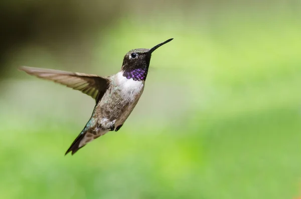 Black Chinned Hummingbird Throat Aglow While Hovering Flight — Stock Photo, Image