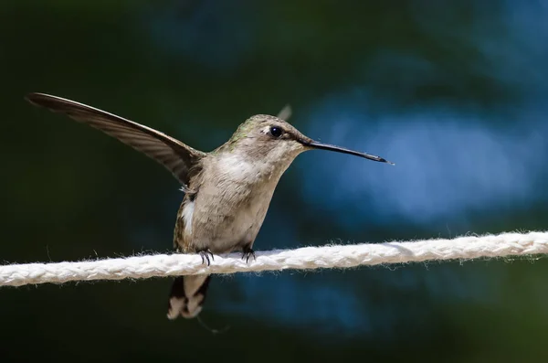 Little Hummingbird Taking Flight Piece White Clothesline — Stock Photo, Image