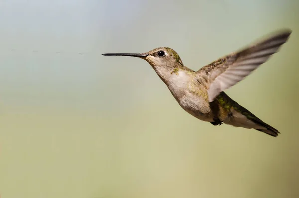 Feketetorkú Kolibri Lebeg Repülés Mélyen Erdőben — Stock Fotó