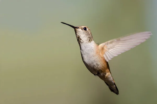 Schattige Kleine Rode Hummingbird Zweven Vlucht Diep Het Bos — Stockfoto