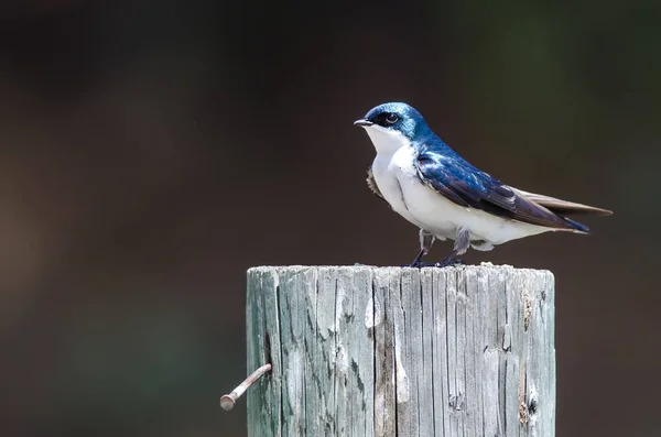 Spunkig Liten Träd Svälja Uppflugen Ovanpå Väderbiten Trästolpe — Stockfoto