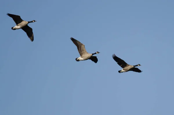 Tres Gansos Canadá Volando Cielo Azul —  Fotos de Stock