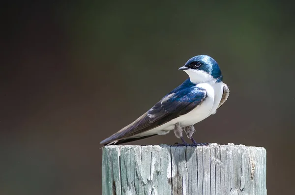 Spunkig Liten Träd Svälja Uppflugen Ovanpå Väderbiten Trästolpe — Stockfoto