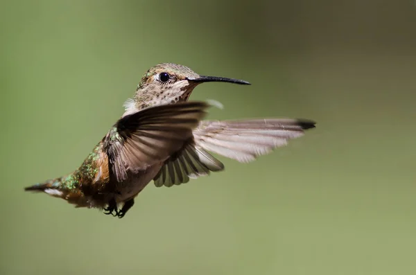 Adorável Pequeno Beija Flor Rufous Pairando Voo Profundo Floresta — Fotografia de Stock