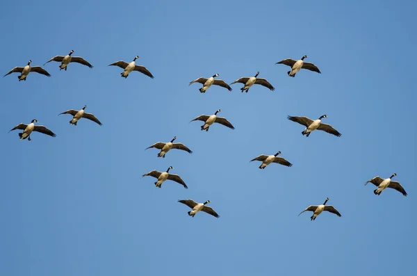 Flock Canada Gęsi Latające Błękitnym Niebie — Zdjęcie stockowe