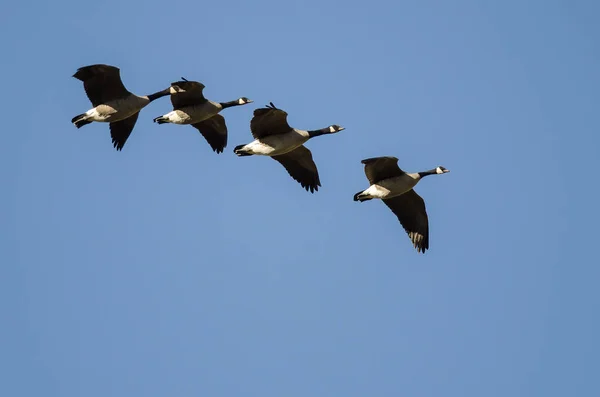 Four Canada Geese Flying Blue Sky — Stock Photo, Image