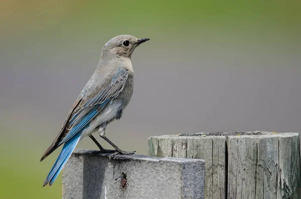 Orgulhoso Pássaro Azul Montanha Empoleirado Cima Poste Madeira Resistente — Fotografia de Stock