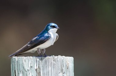 Yürekli Küçük Ağaç Kırlangıcı Yıpranmış Tahta Posta 'nın üstüne tünemiş