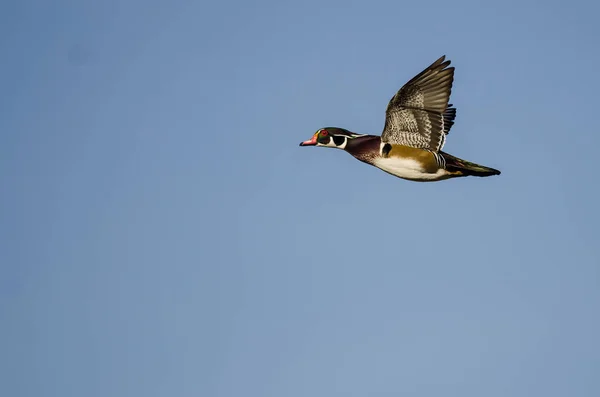 Wood Duck Flying Blue Sky — Stock Photo, Image