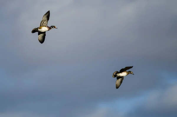 Par Patos Madera Volando Cielo Nublado — Foto de Stock