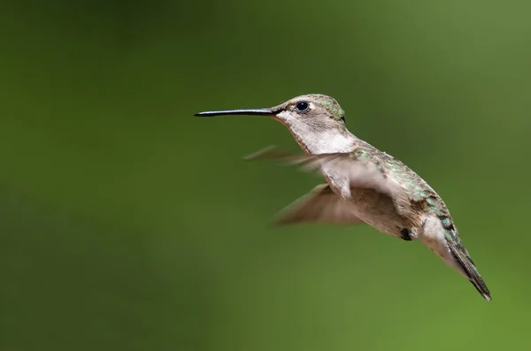 Colibrí Negro Chinned Flotando Vuelo Profundo Bosque —  Fotos de Stock