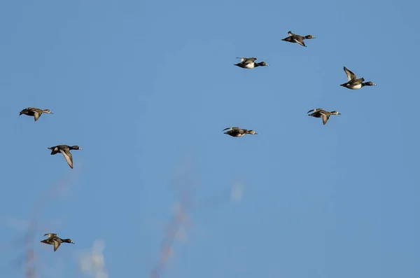 颈鸭在蓝色的天空中飞翔 — 图库照片