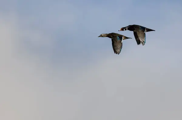 Dvojice Dřevěných Kachen Létající Modrém Nebi — Stock fotografie