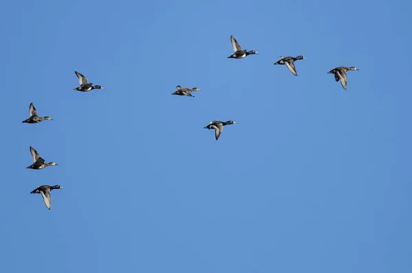 青い空を飛んでリング リングネック アヒルの群れ — ストック写真