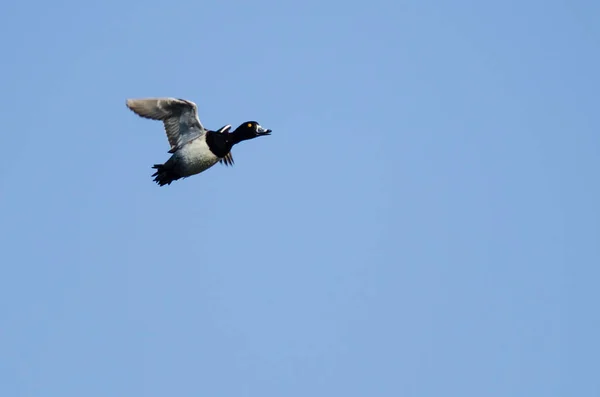 Pato Pescoço Anelado Voando Céu Azul — Fotografia de Stock