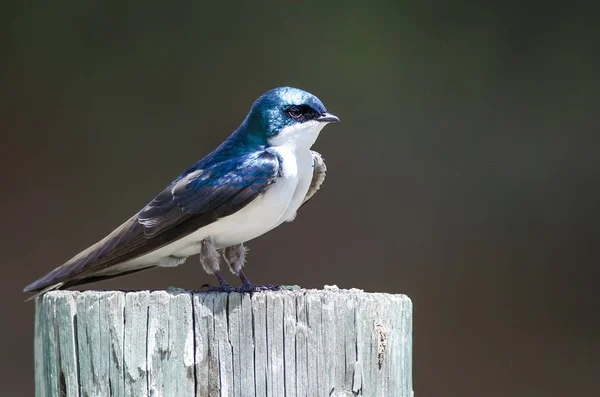 Spunkig Liten Träd Svälja Uppflugen Ovanpå Väderbiten Trästolpe — Stockfoto