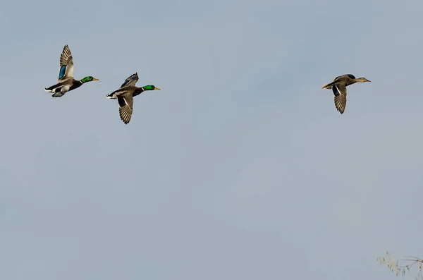 Tři Kachny Mallard Létající Modrém Nebi — Stock fotografie