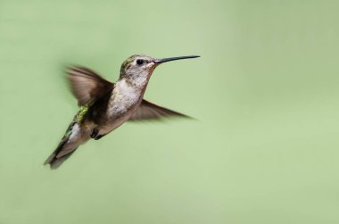 Sevimli küçük kızıl sinekkuşu uçuşta Hovering ormanın derinliklerinde