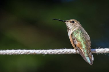 Rufous Hummingbird Bir parça beyaz çamaşır ipine tünemiş