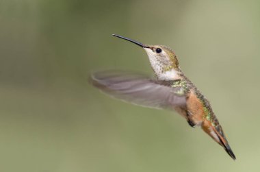 Sevimli küçük kızıl sinekkuşu uçuşta Hovering ormanın derinliklerinde