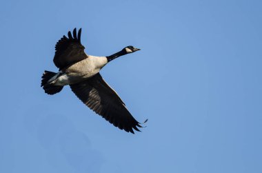Yalnız Kanada Kaz 'ı Mavi Gökte Uçuyor