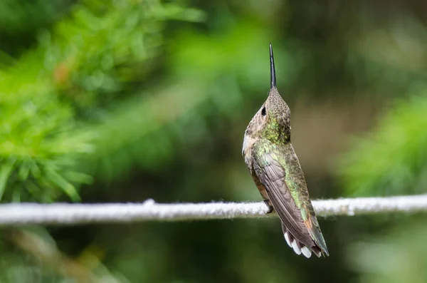 Rufous Kolibri Uppflugen Bit Vit Klädstreck — Stockfoto