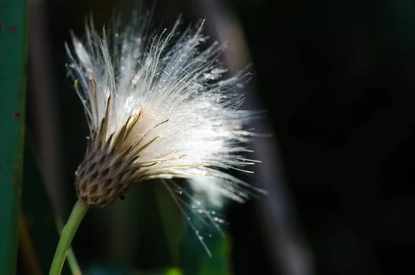 Spiny Leaved Sow Thistle Shining Warm Autumn Sunlight — Stock Photo, Image