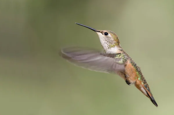 Schattige Kleine Rode Hummingbird Zweven Vlucht Diep Het Bos — Stockfoto